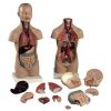 Anatomical model torso with headC70074