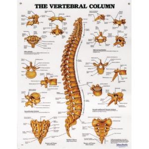 Anatomical Chart - The Vertebral ColumnP94008