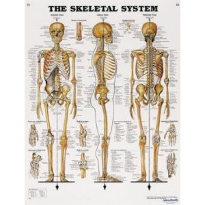The skeletal system posterP94017